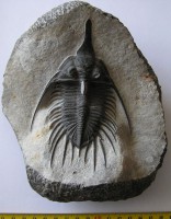 /album/kepgaleria-fenykepgaleria2/trilobita-psychopyge-elegans-1-jpg/